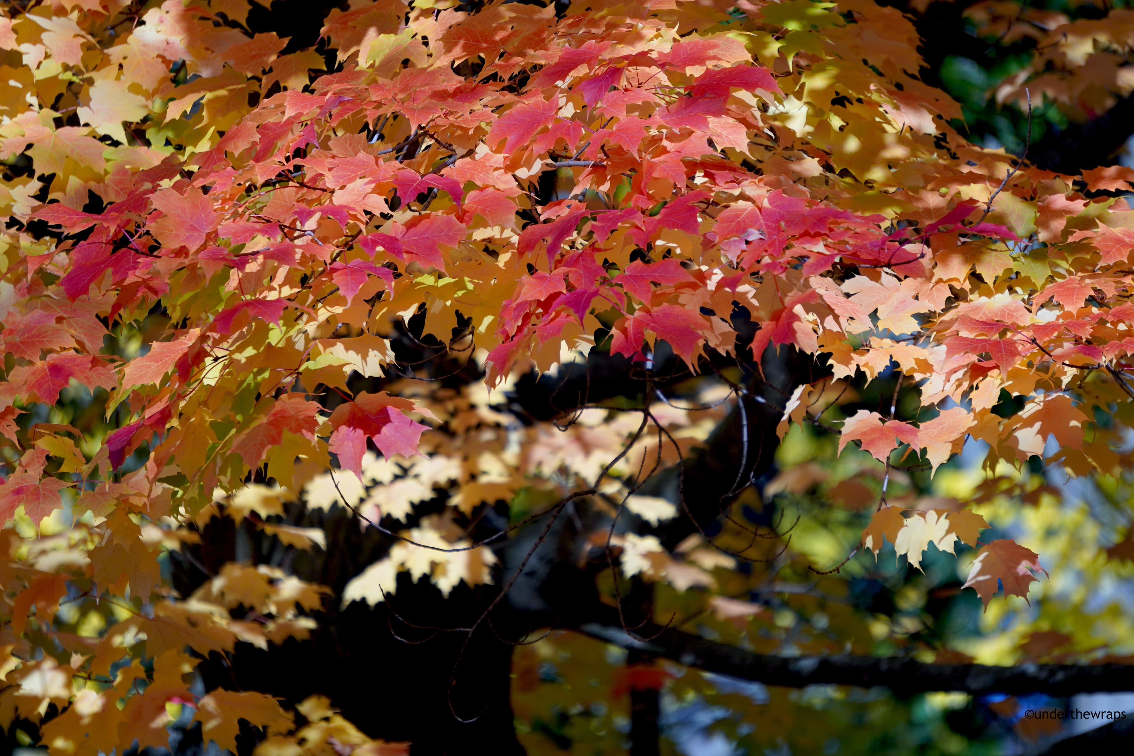 Autumn 2025- Toronto, Canada