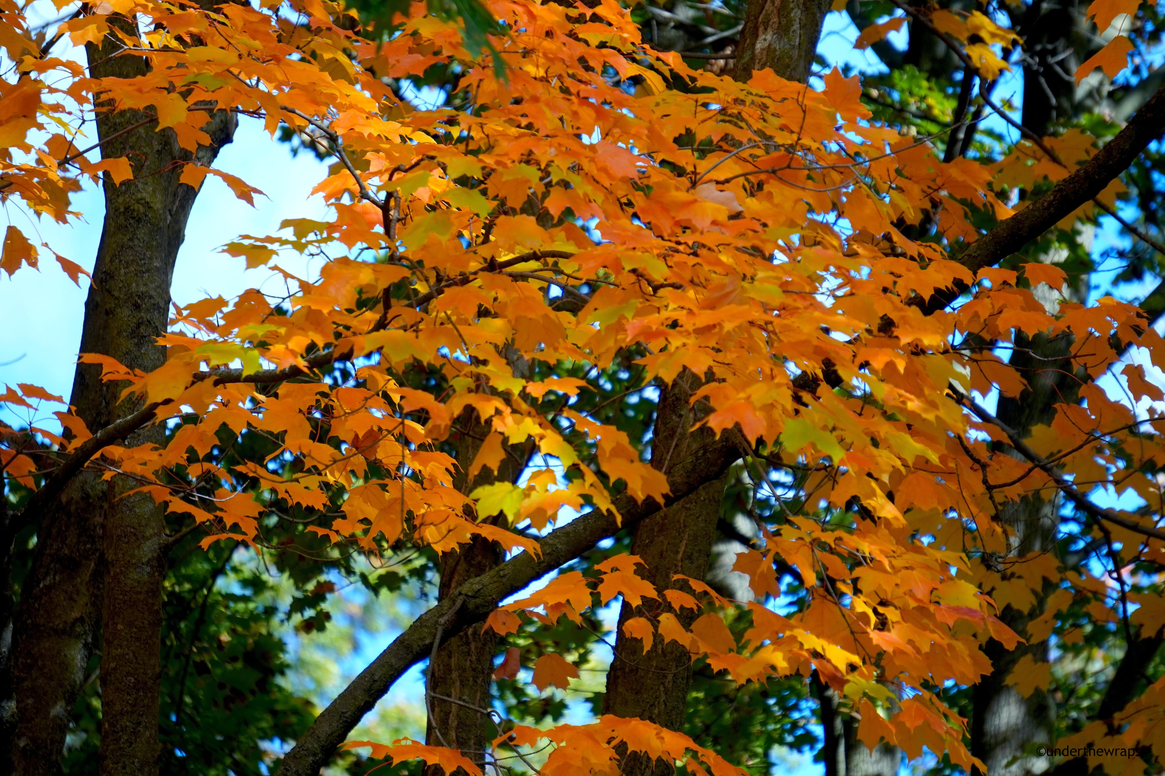 Autumn 2025- Toronto, Canada