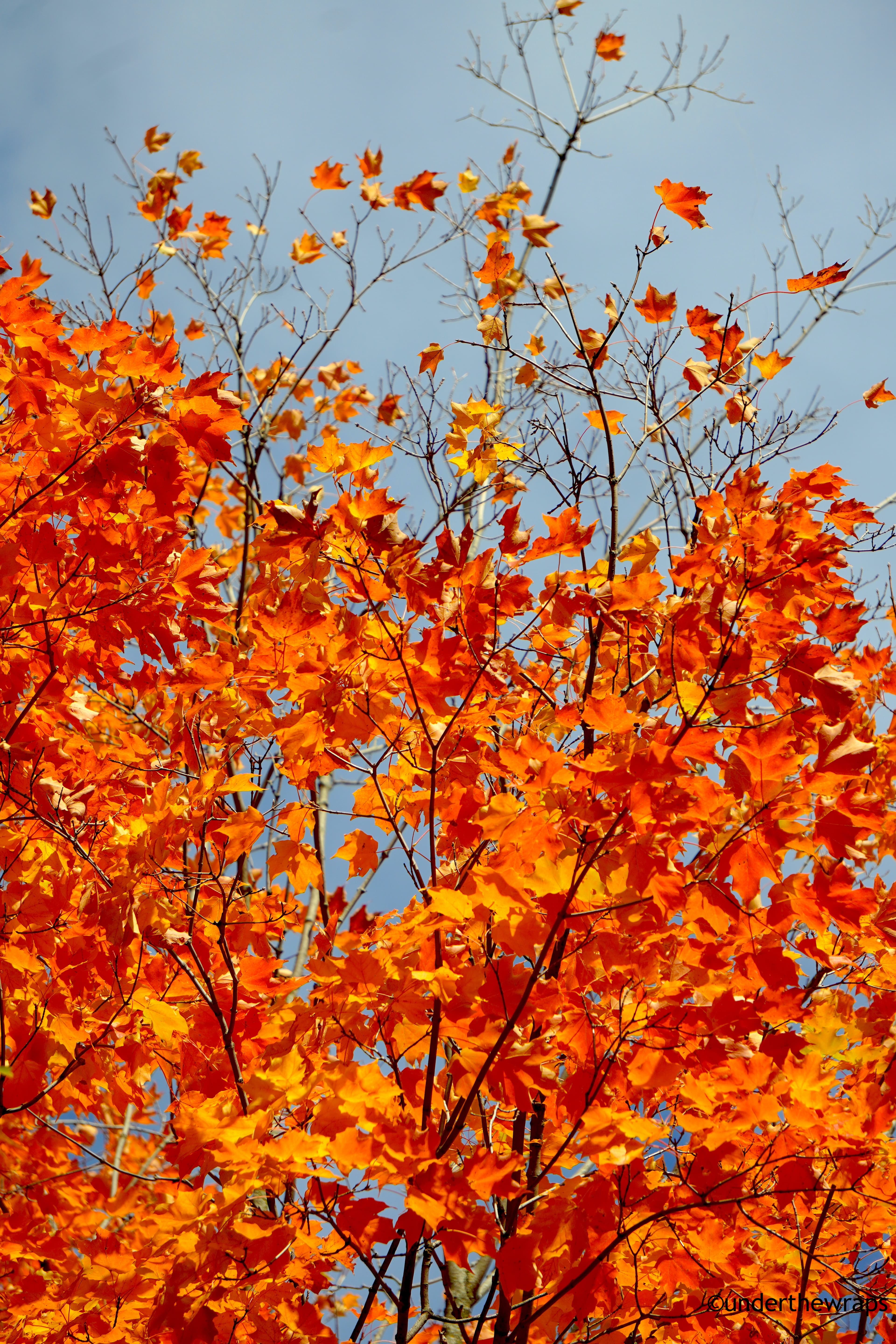 Autumn 2025- Toronto, Canada
