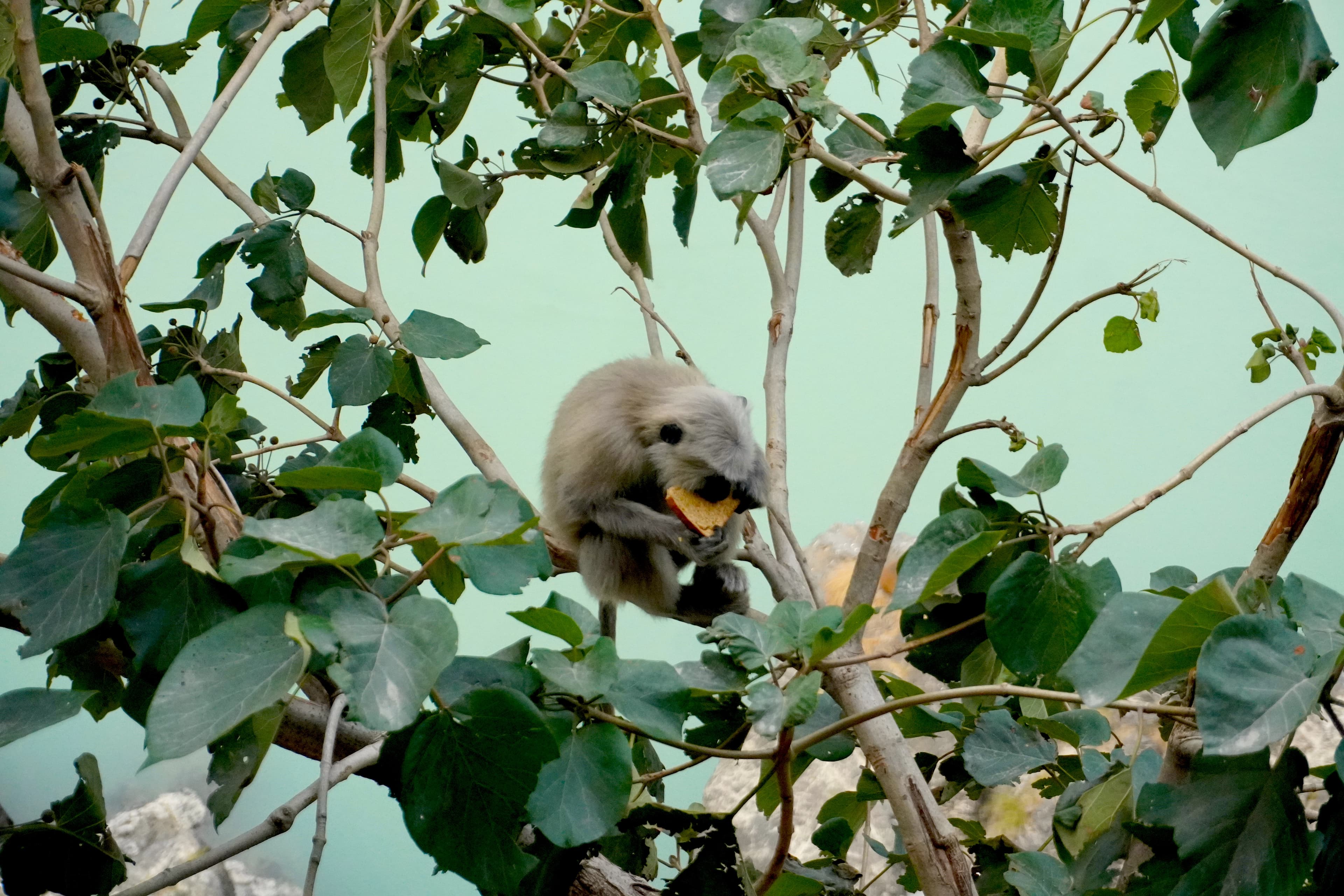 Monkey eating 