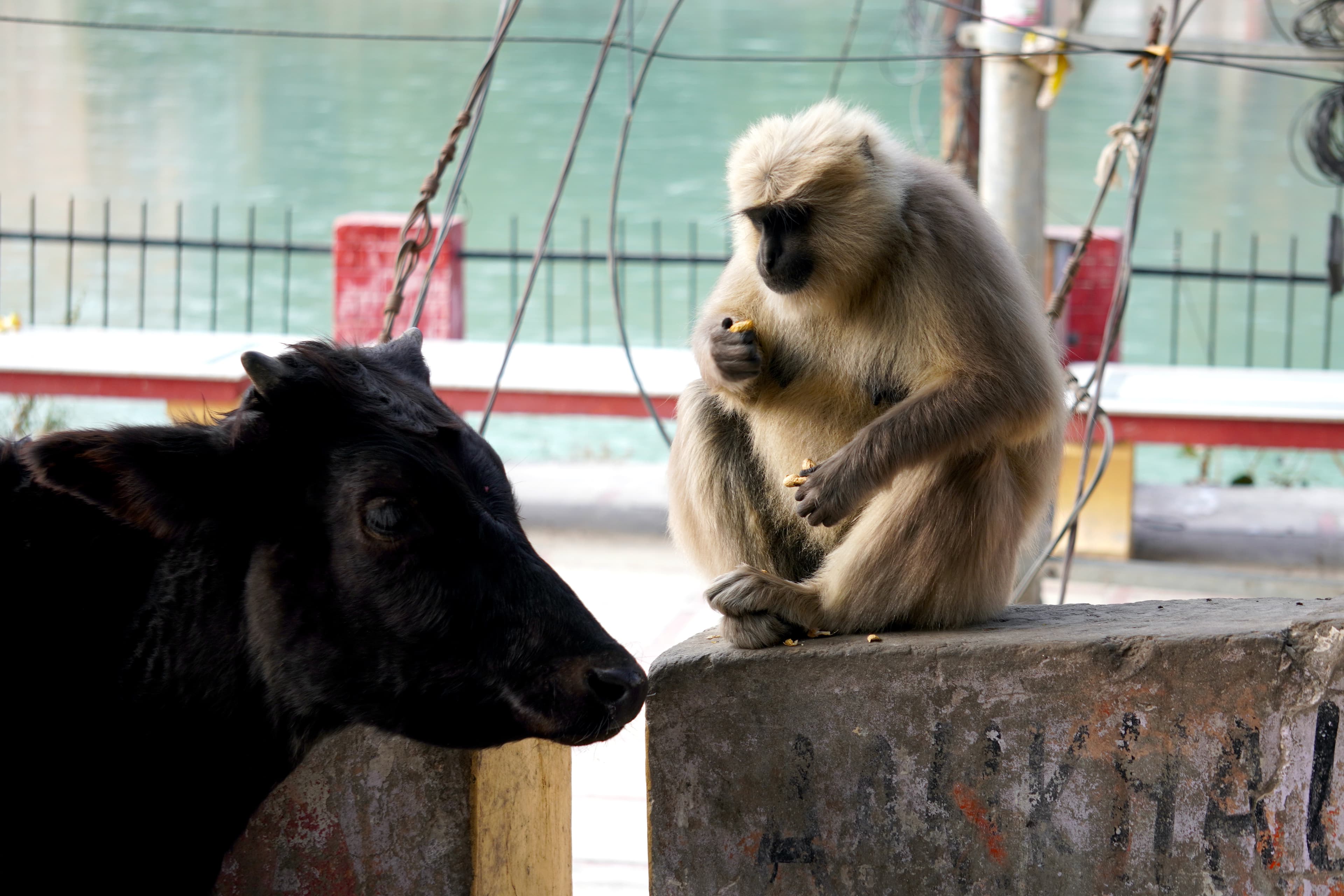 Monkey and Cow pic, Rishikesh, India