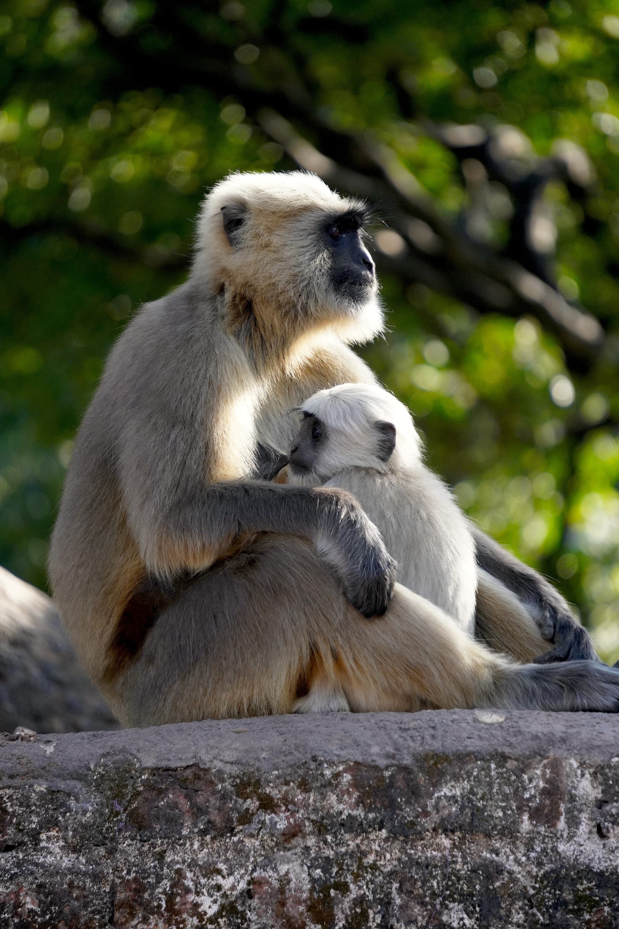 Portrait of Monkey and its child