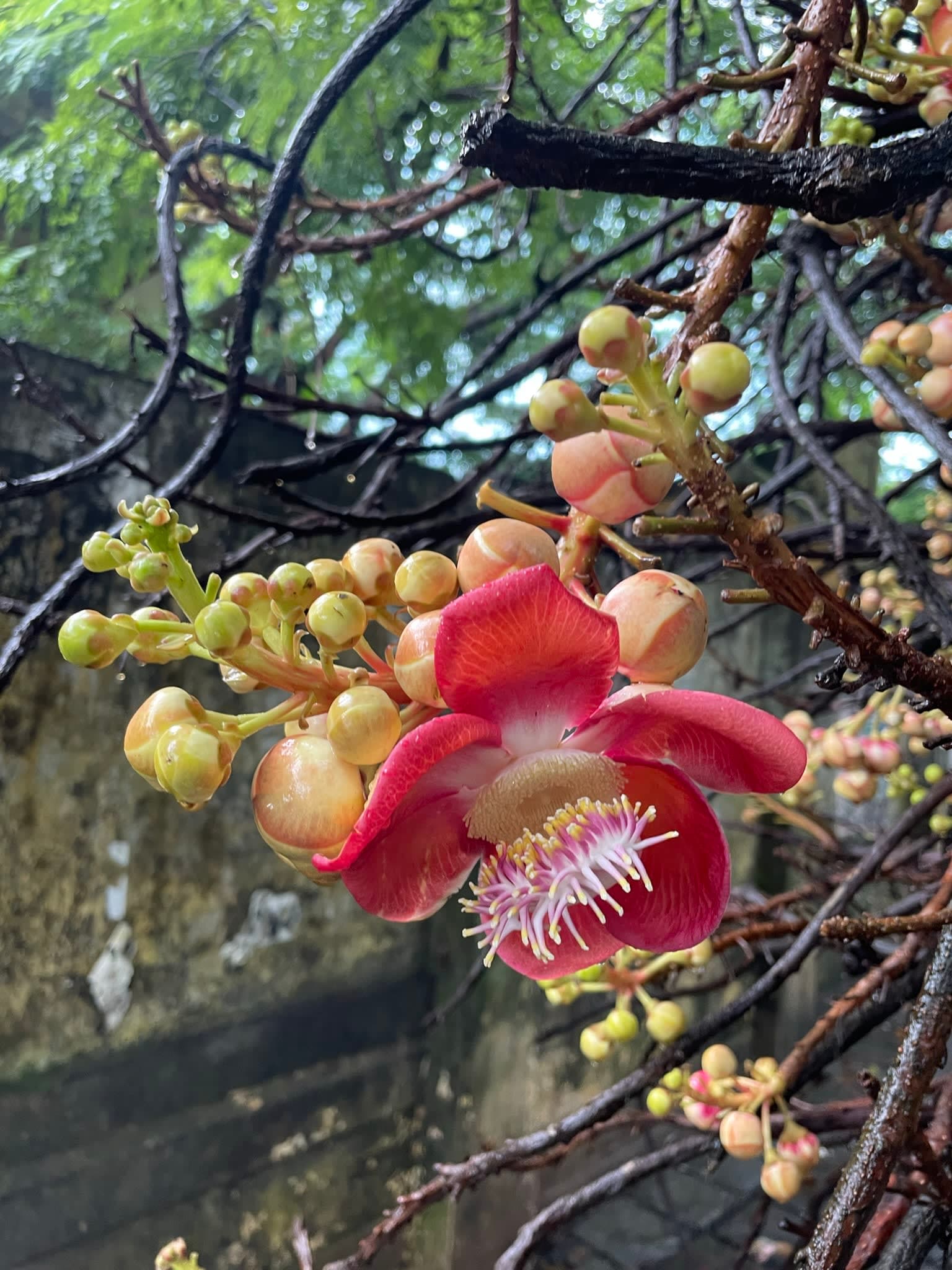 Cannonball flower- Fort Kochi