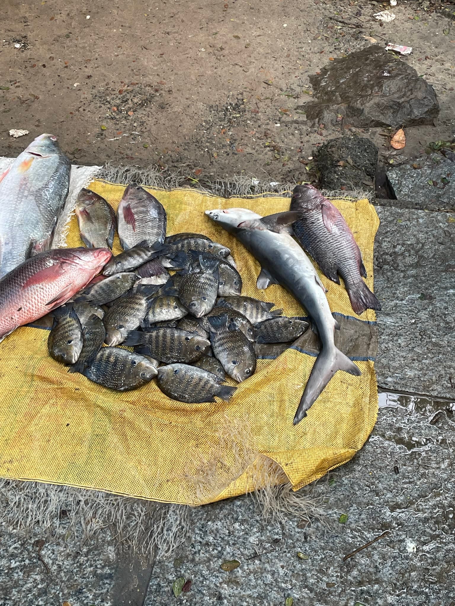 Fish Market of Fort Kochi