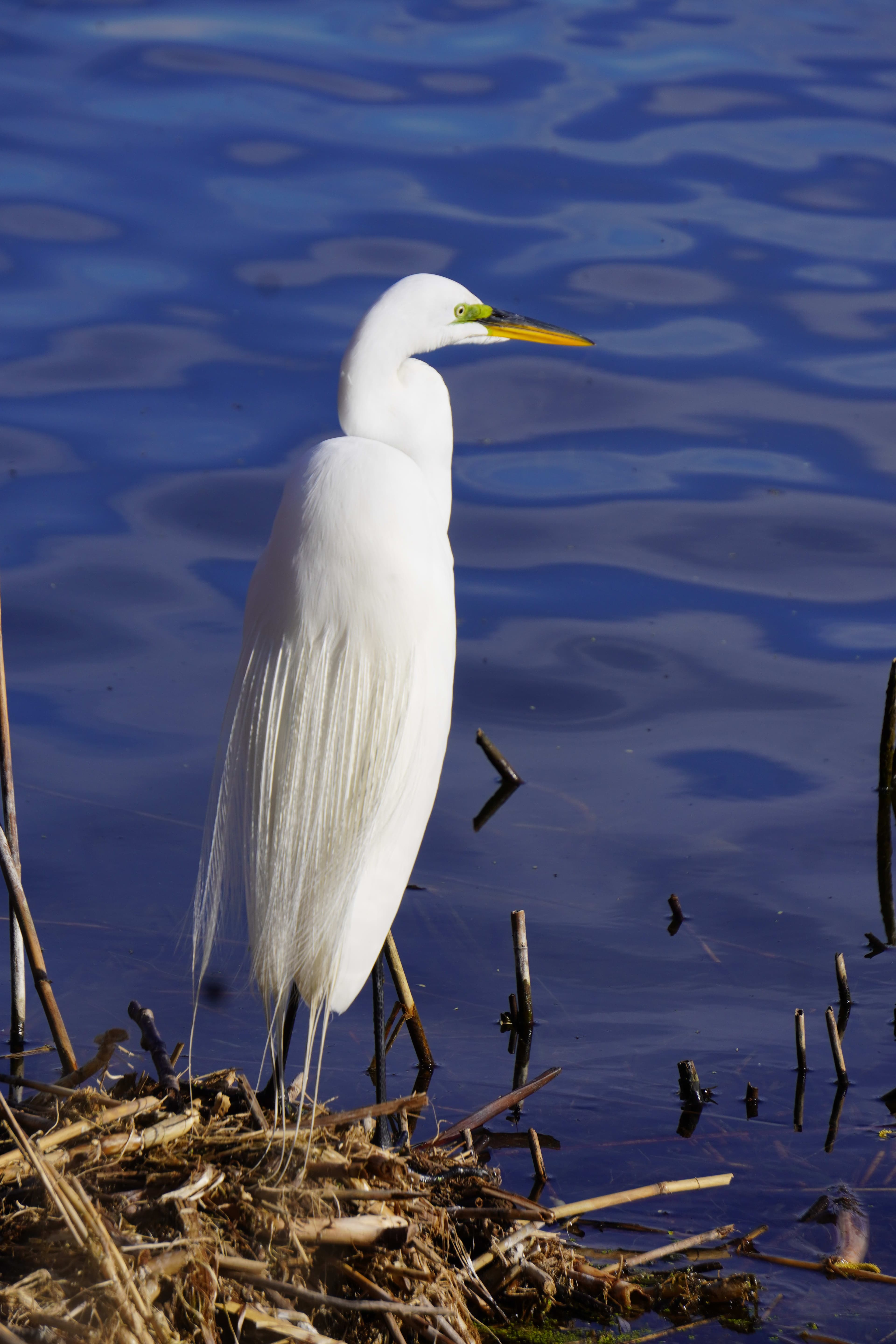 Great Egret at High Park, Toronto