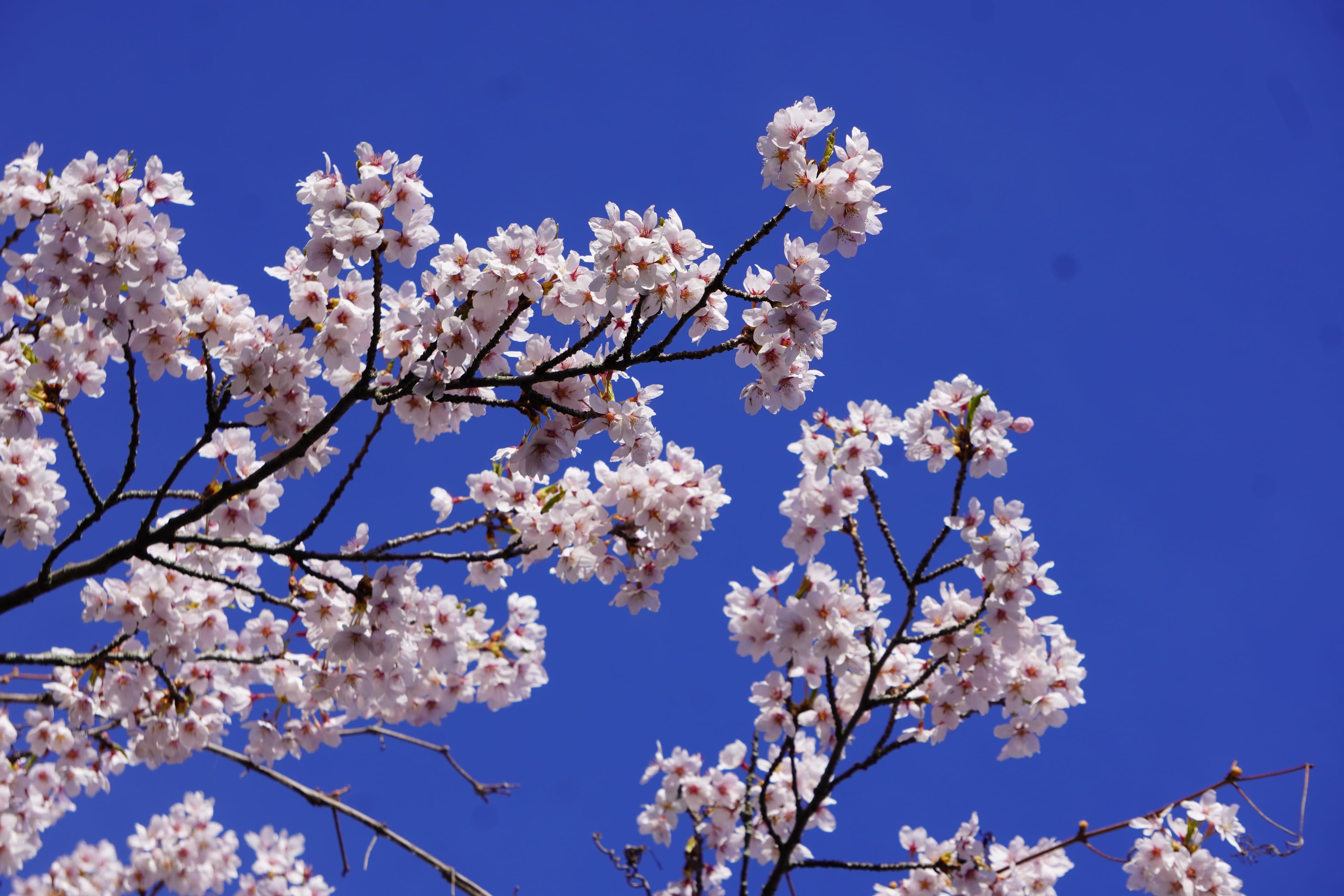 Cheery Blossom at High Park, Toronto