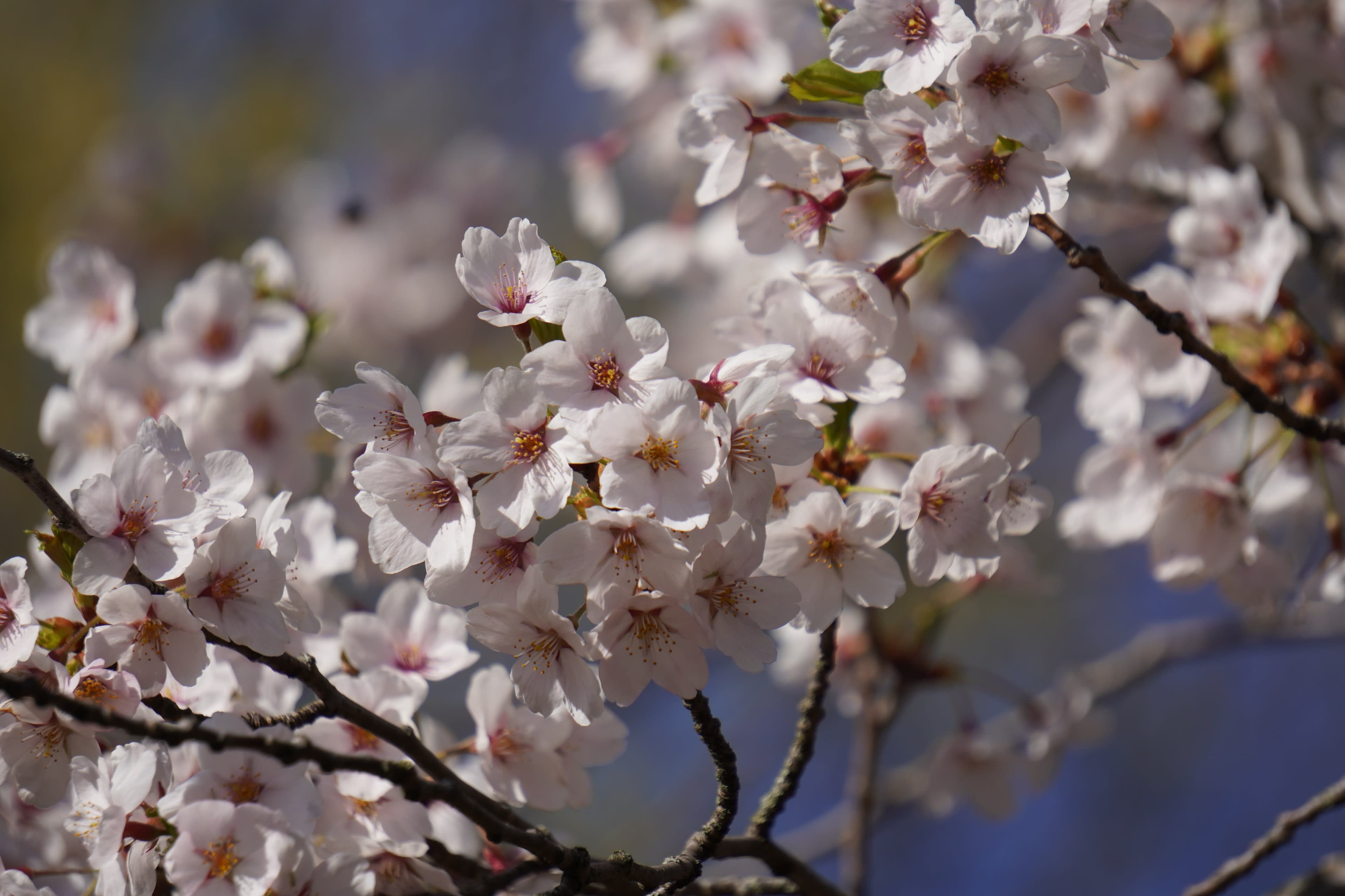 Cheery Blossom at High Park, Toronto