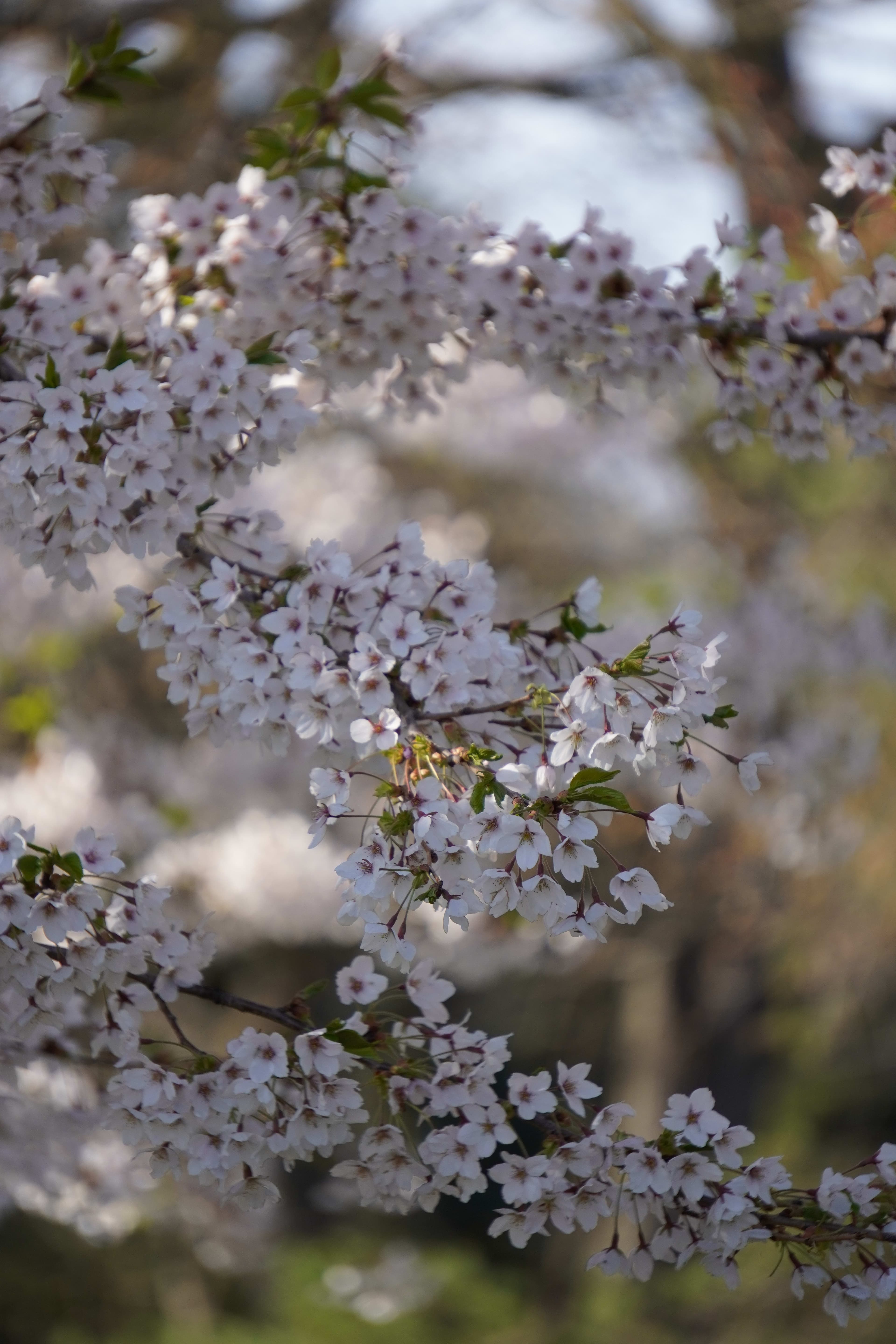 Cherry Blossom at High Park, Toronto