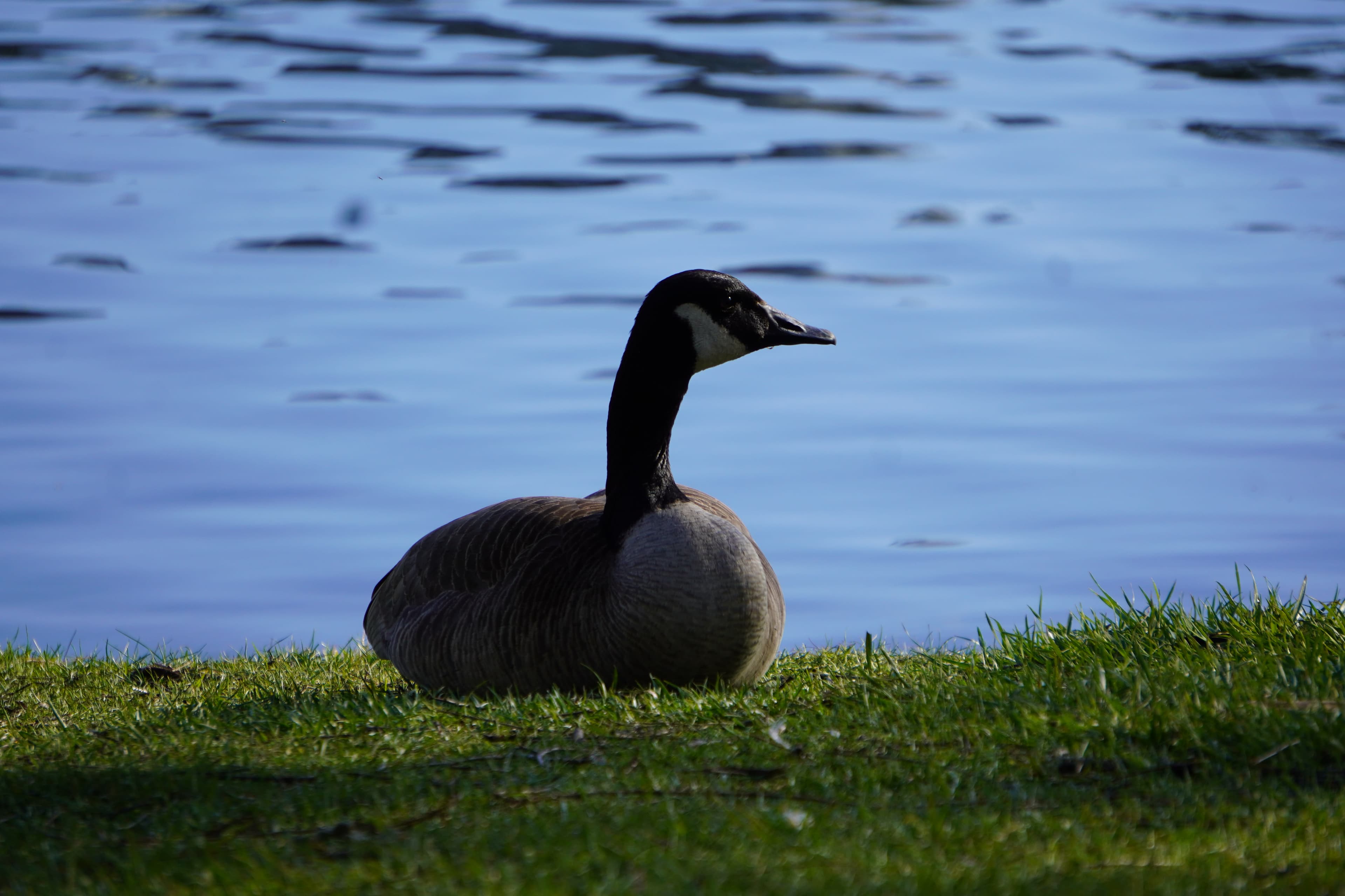 Canada goose at High Park, Toronto