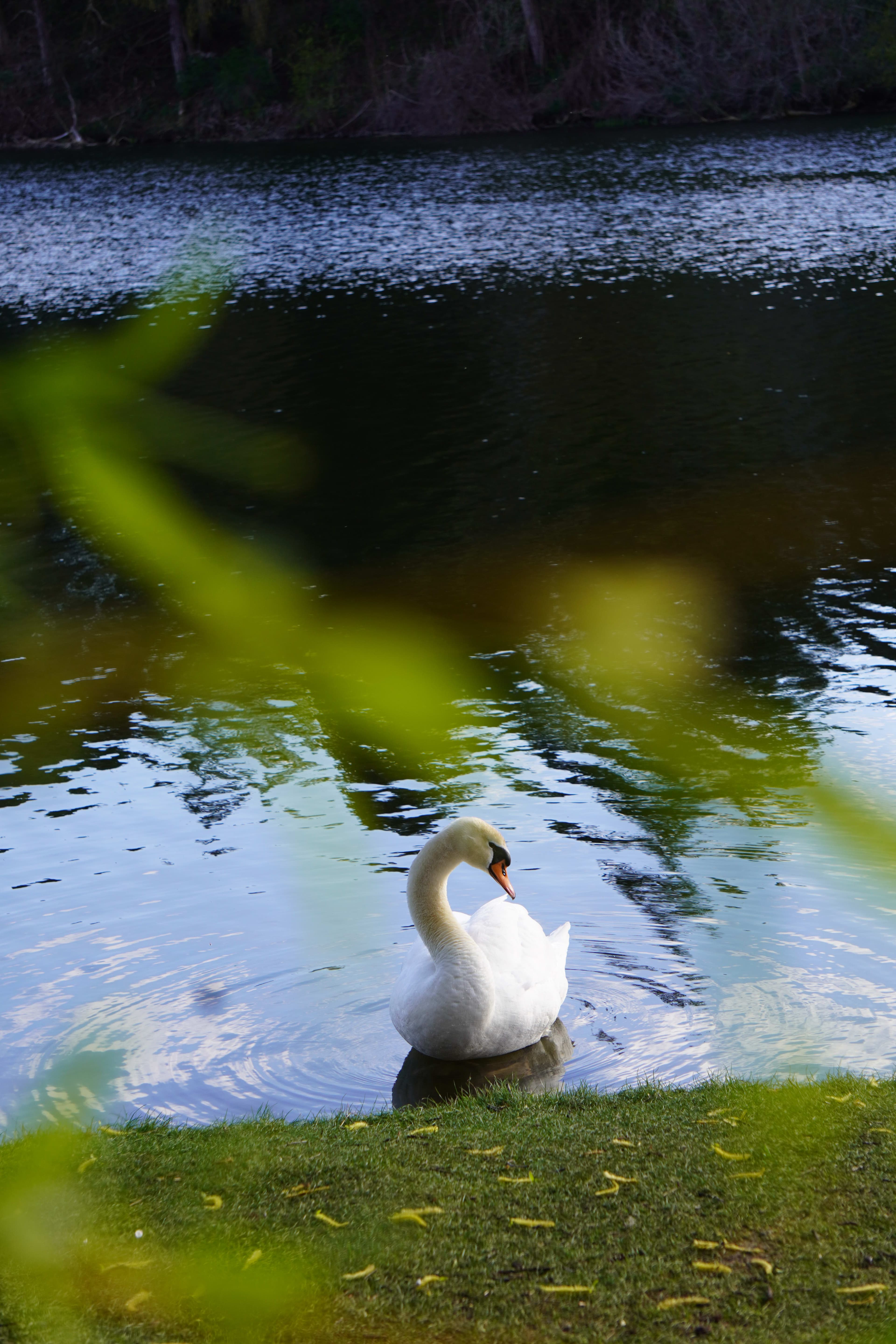 Mute Swan at High Park, Toronto