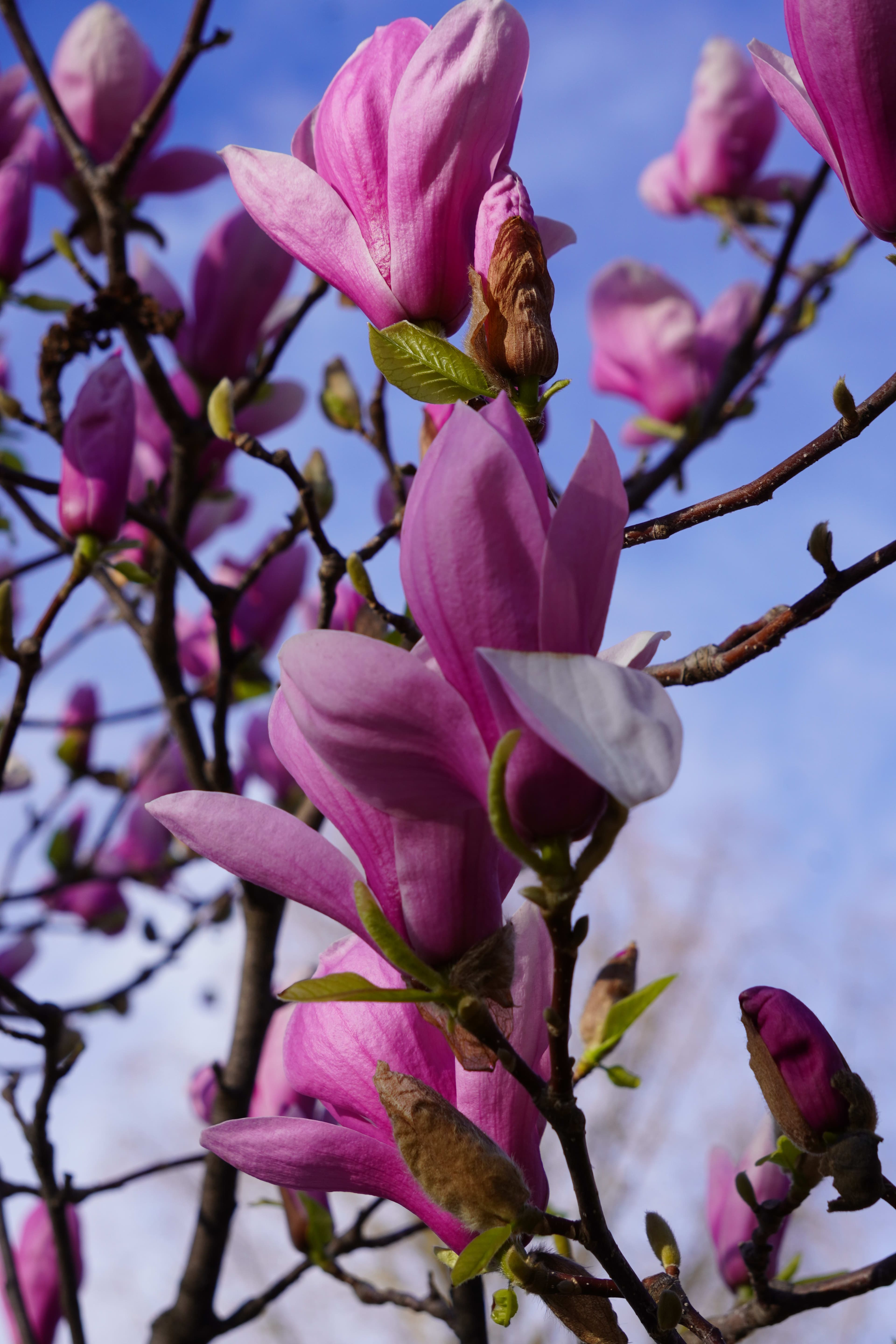 Magnolia at High Park, Toronto