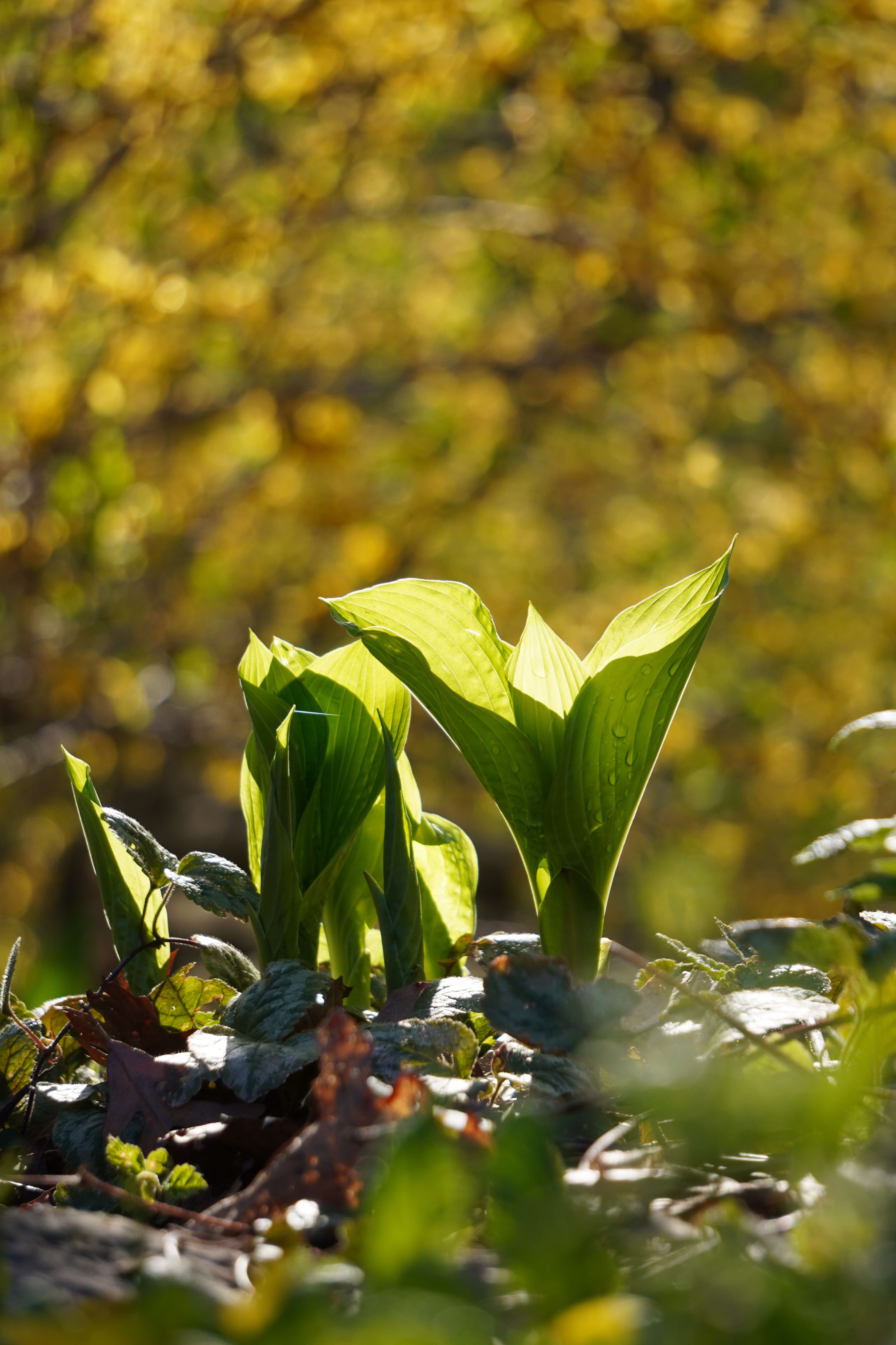 Nature Photography