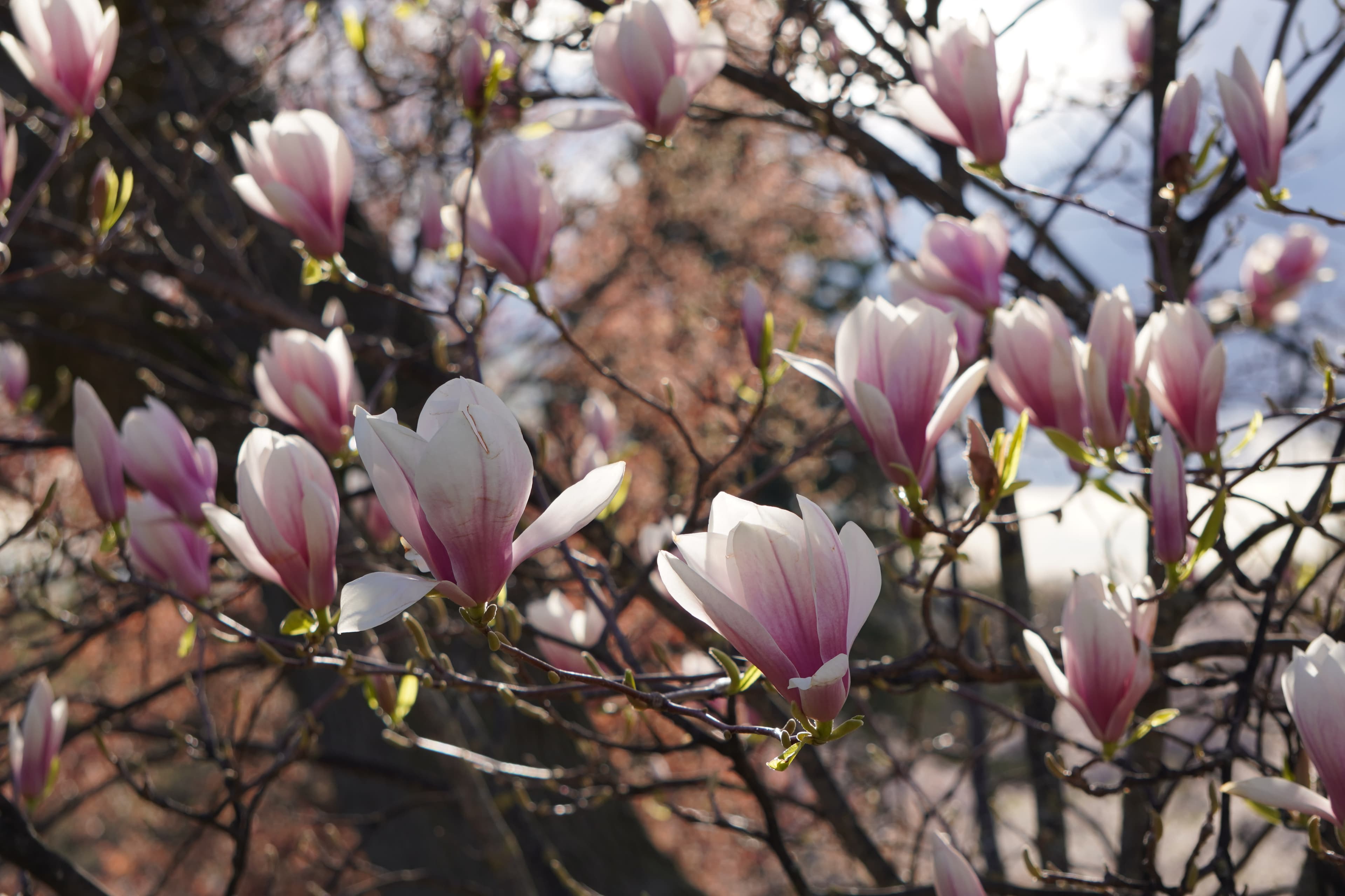 Magnolia at High Park, Toronto