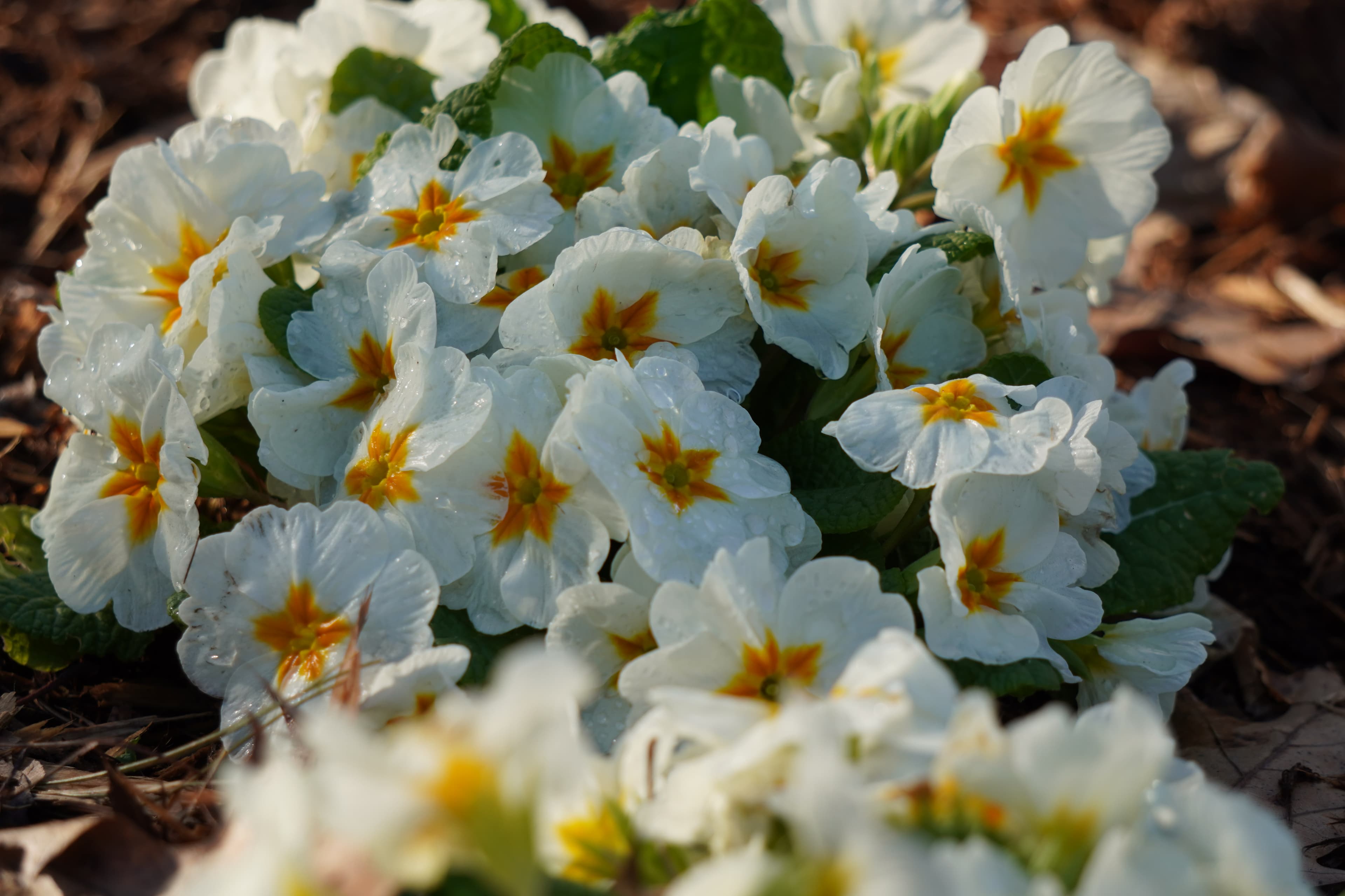 Nature Photography