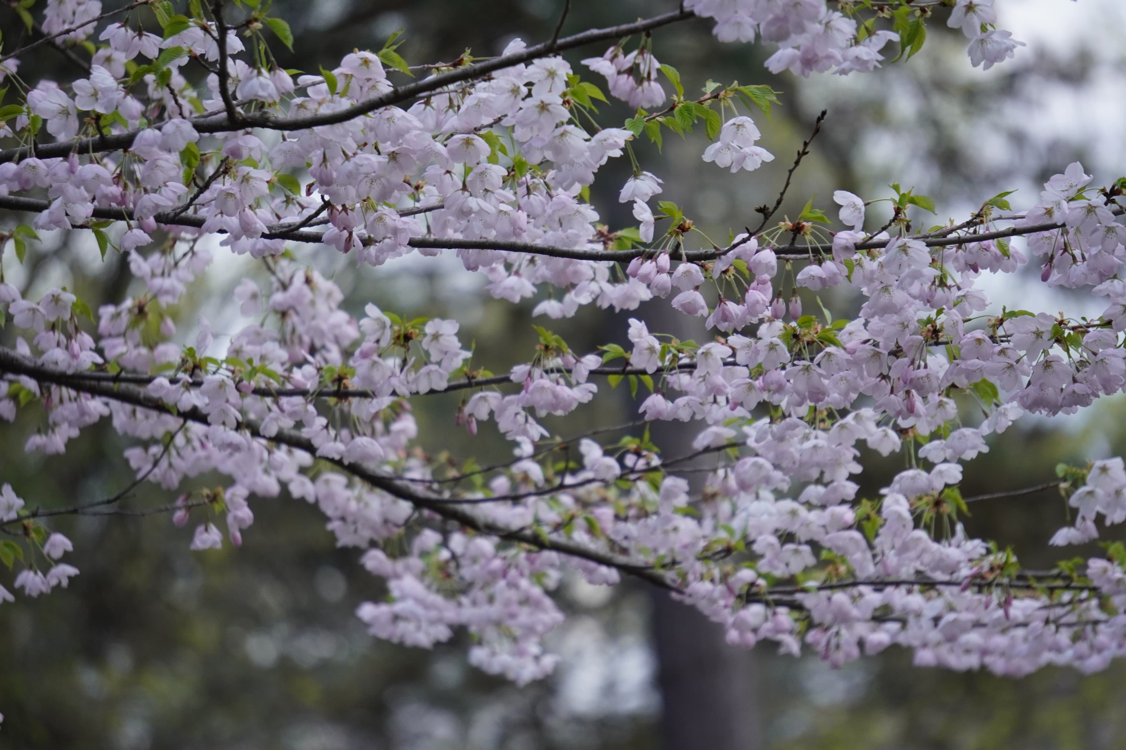 Cherry Blossom at High Park, Toronto