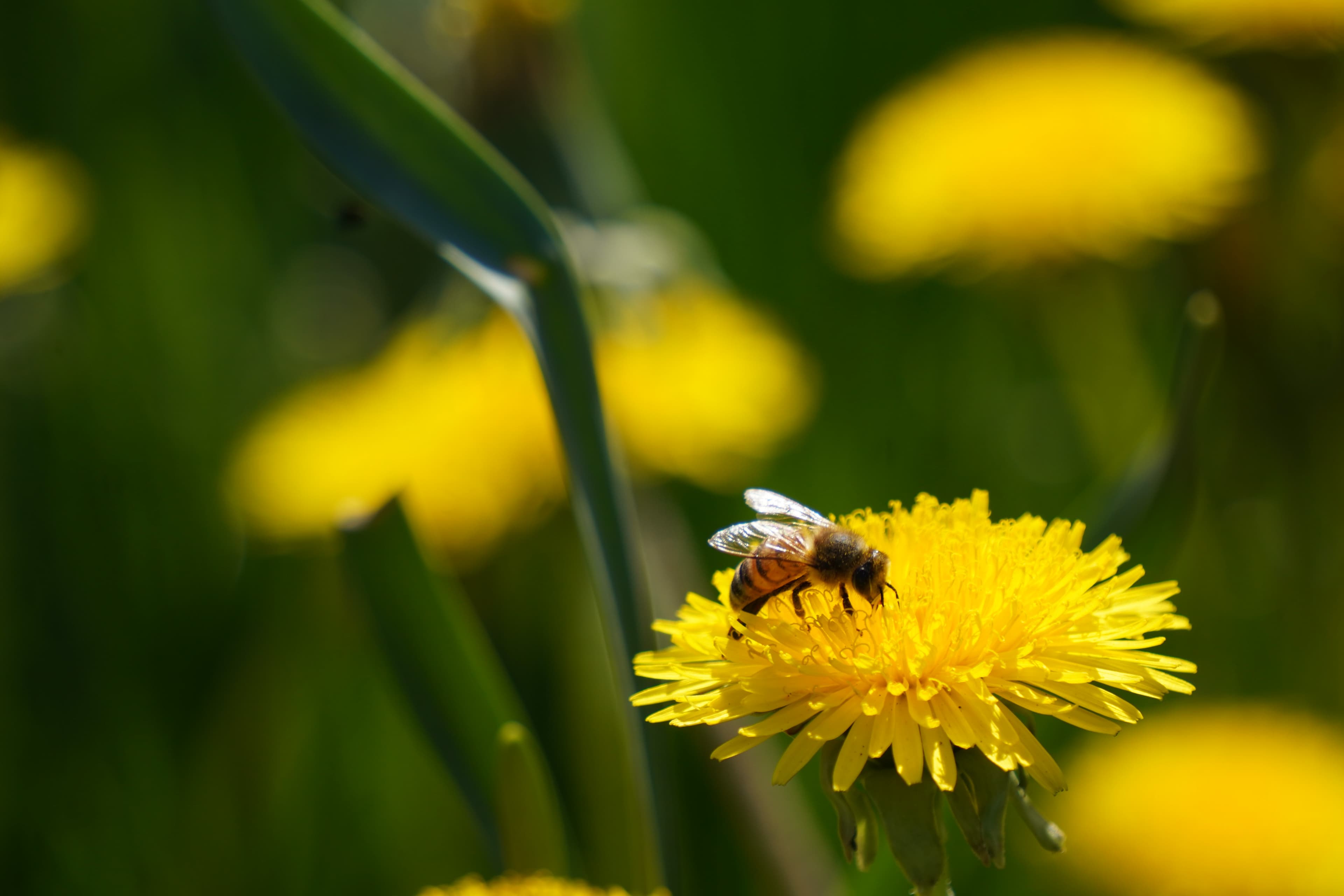 Nature Photography 