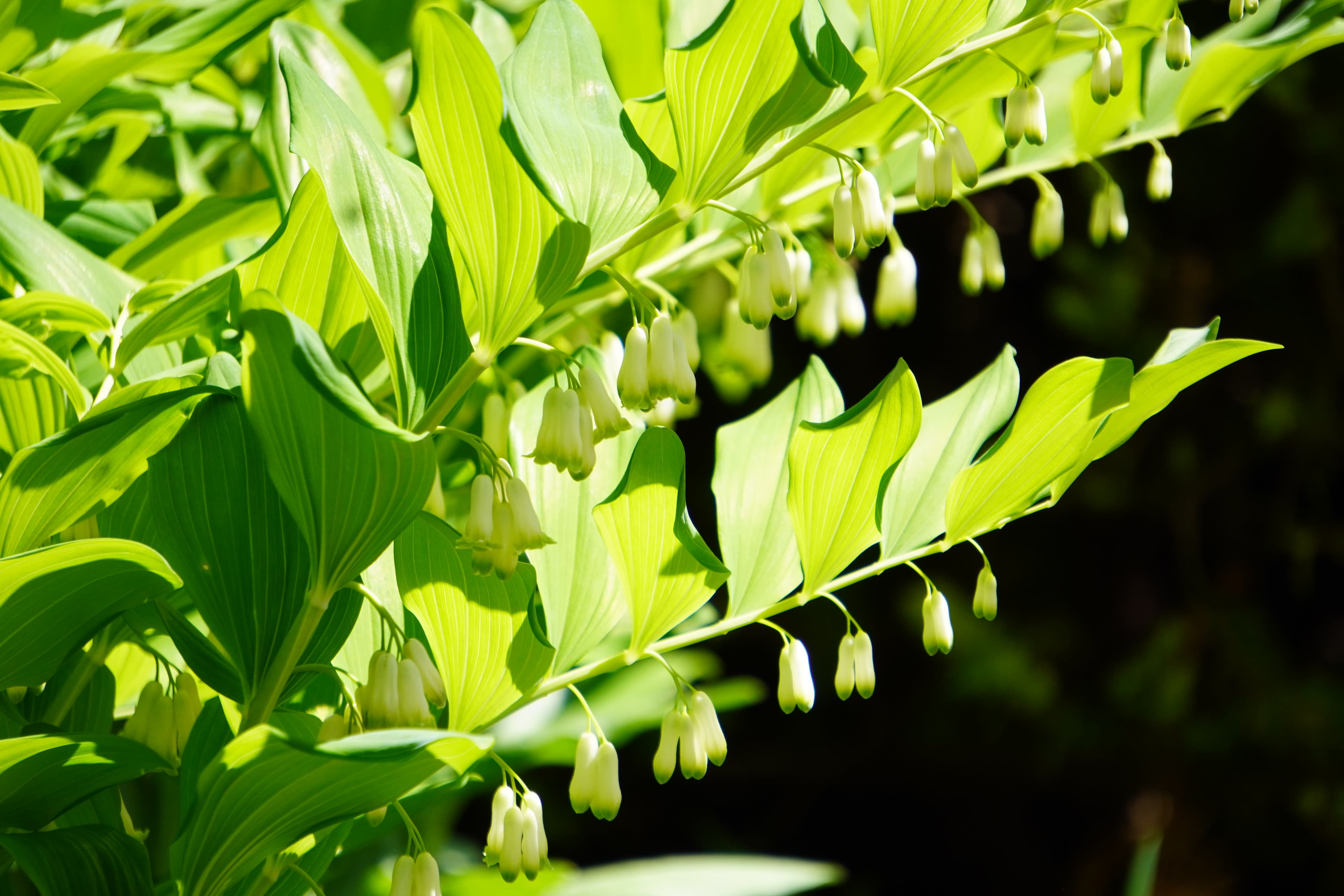 Nature Photography 