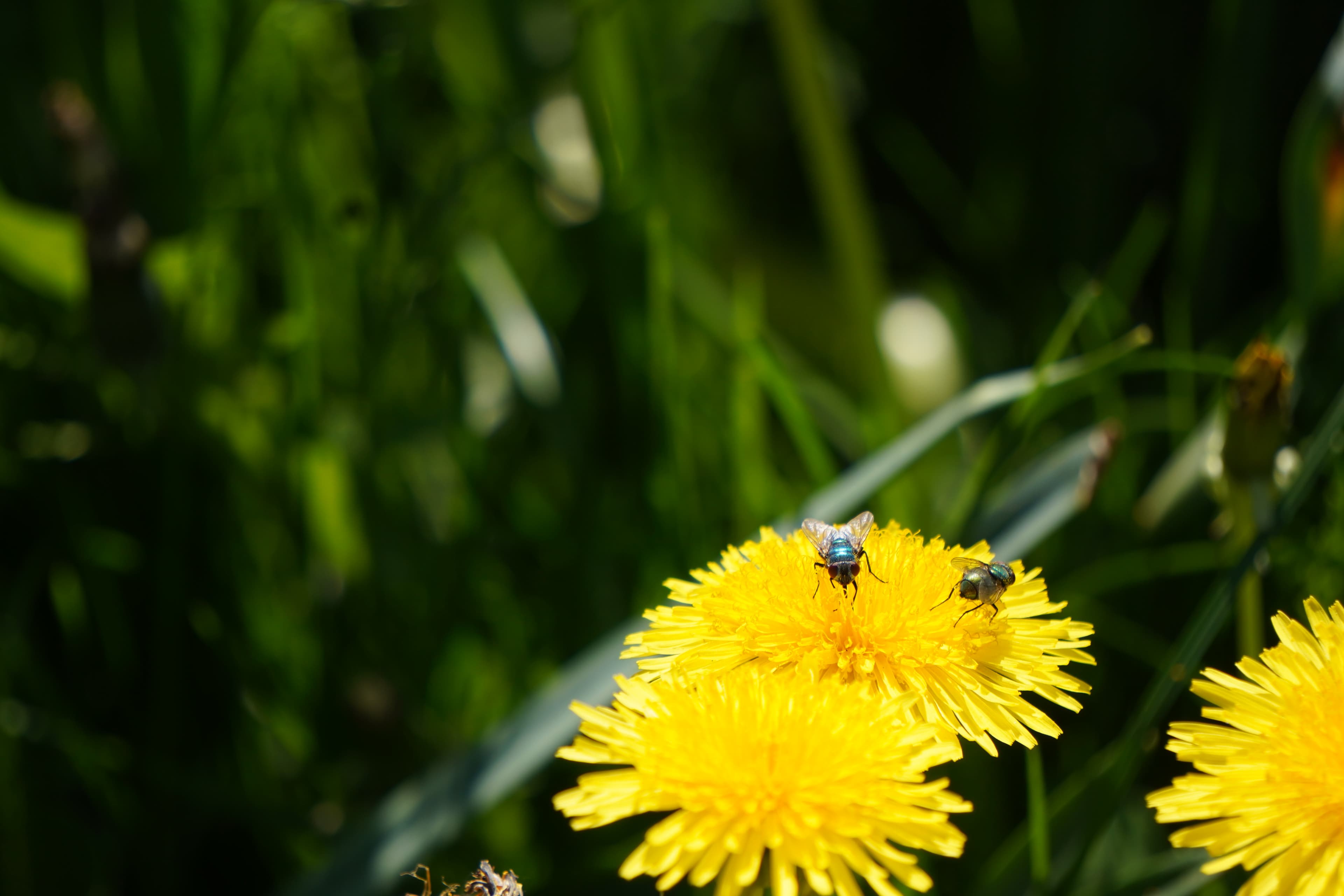 Nature Photography 
