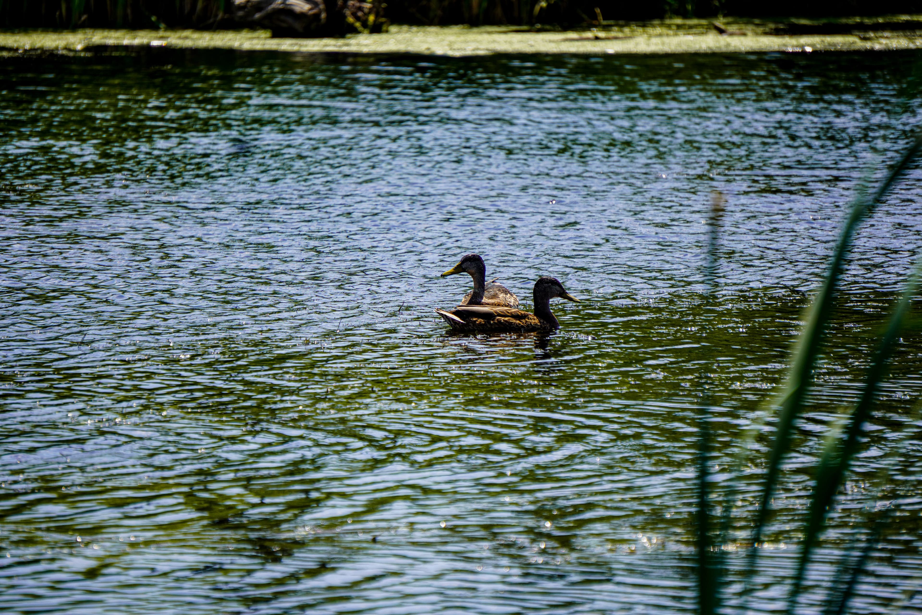 Biidaasige Park