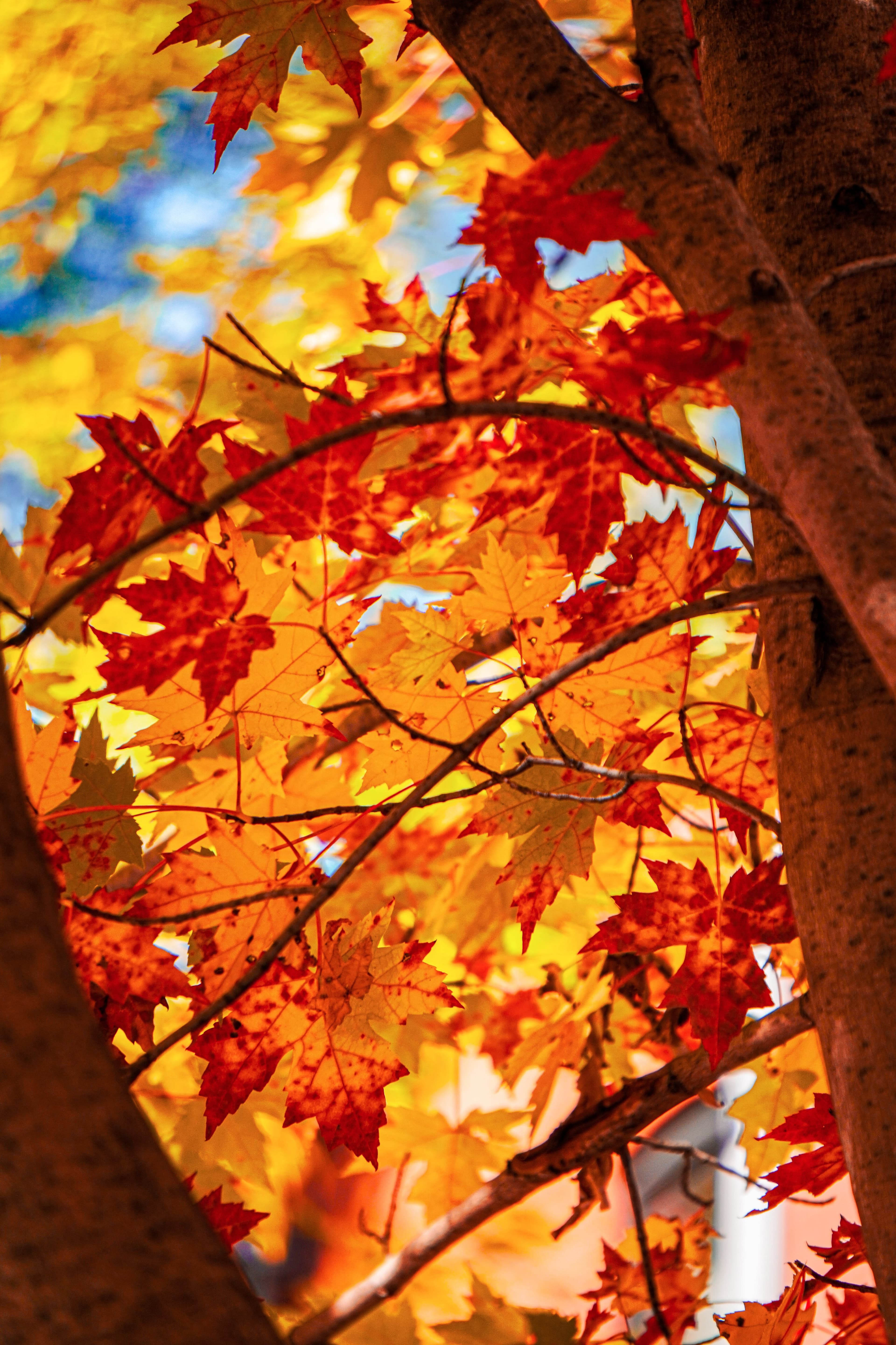 Autumn in Montreal